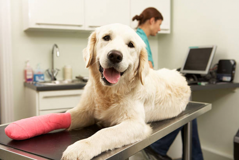 Clínica Especializada em Cirurgia Ortopédica em Gatos Pau Miúdo - Cirurgia Ortopédica para Cachorro