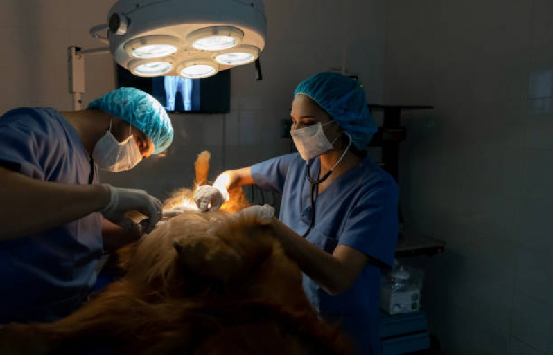 Clínica Especializada em Cirurgia para Cachorros de Pequeno Porte Resgate - Cirurgia Ortopédica em Cachorro