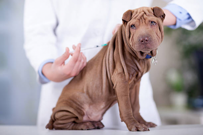 Clínica Especializada em Vacina Antirrábica para Gato Brotas - Vacina contra Raiva para Cachorro Salvador