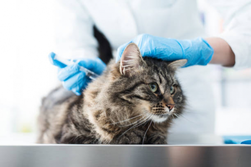 Clínica Especializada em Vacina Cinomose Resgate - Vacina de Raiva para Gatos