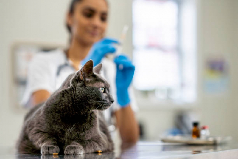 Clínica Especializada em Vacina contra Raiva Gato São Marcos - Vacina Veterinária Leptospirose