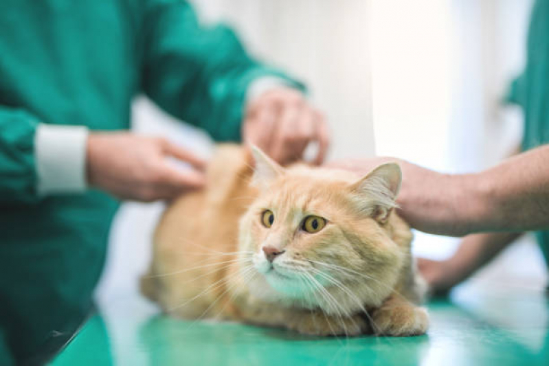 Clínica Especializada em Vacina contra Raiva para Cachorro Engomadeira - Vacina de Raiva para Gatos