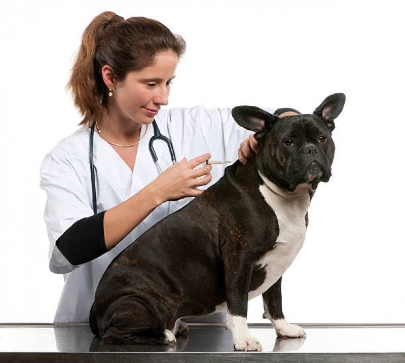 Clínica Especializada em Vacina de Raiva para Gatos Caixa DÁgua - Vacina Hepatite Infecciosa Canina