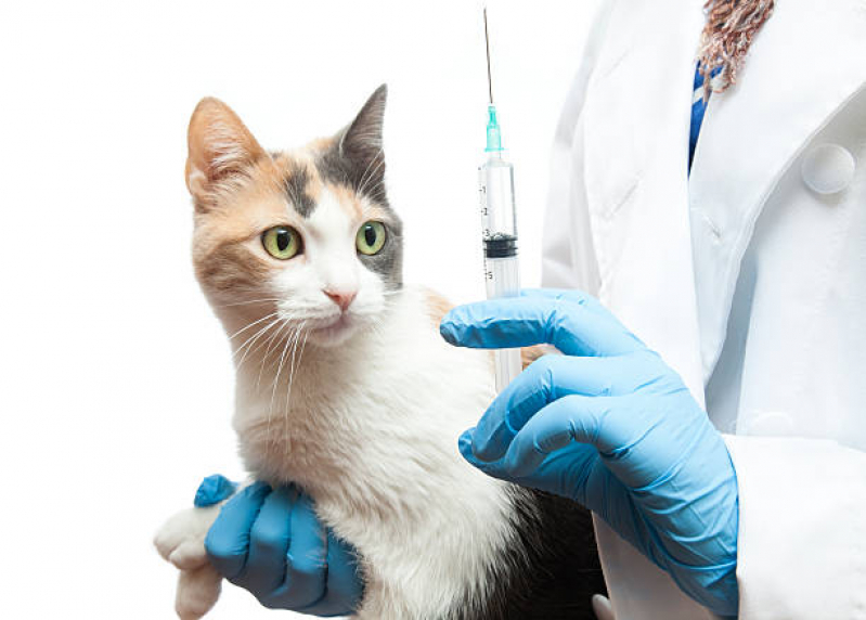 Clínica Especializada em Vacina Fiv Felv Narandiba - Vacina Hepatite Infecciosa Canina