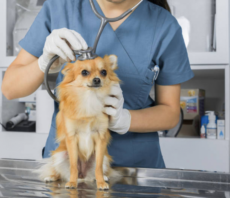 Clínica Especializada em Vacina Hepatite Infecciosa Canina Cajazeiras - Vacina Fiv Felv