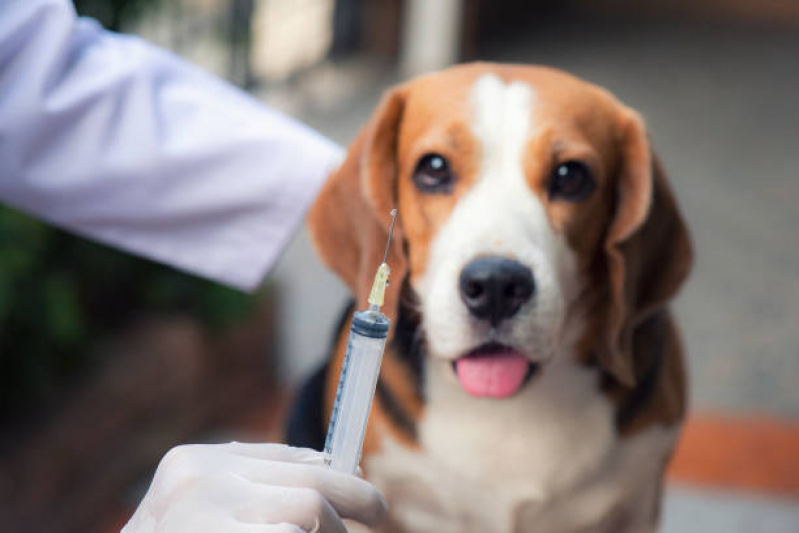 Clínica Especializada em Vacina Veterinária Leptospirose Canabrava - Vacina Hepatite Infecciosa Canina