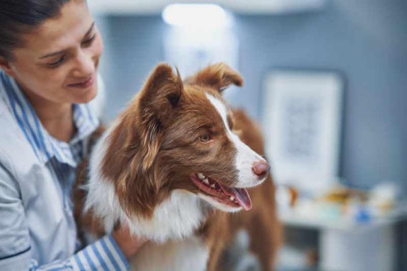 Clínica para Internação Canina Fazenda Grande do Retiro - Internação Canina