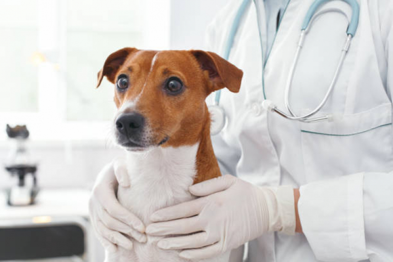 Clínica para Internação Felina Arraial do Retiro - Internação para Cachorros