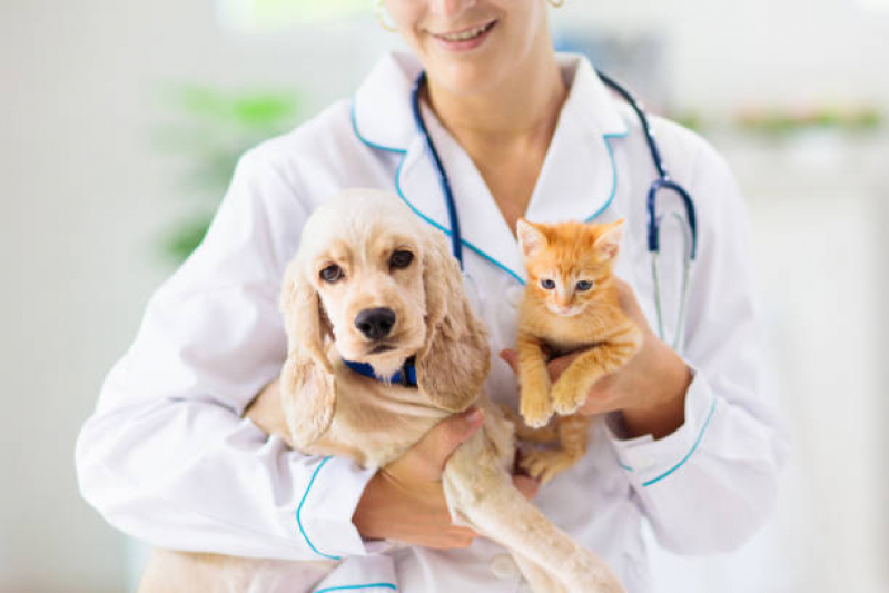 Clínica para Internação Gato Caji Caixa Dágua - Internação para Animais