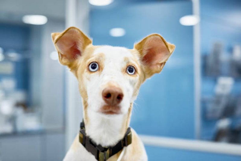 Clínica para Internação para Cães e Gatos Jardim Armação - Internação para Cachorros
