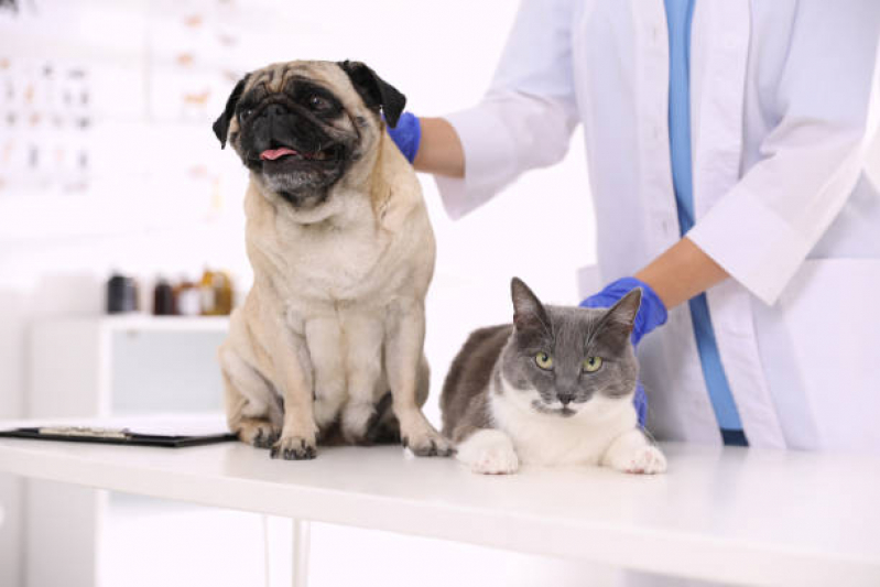 Clínica para Internação para Gato Capelinha - Internação para Cães