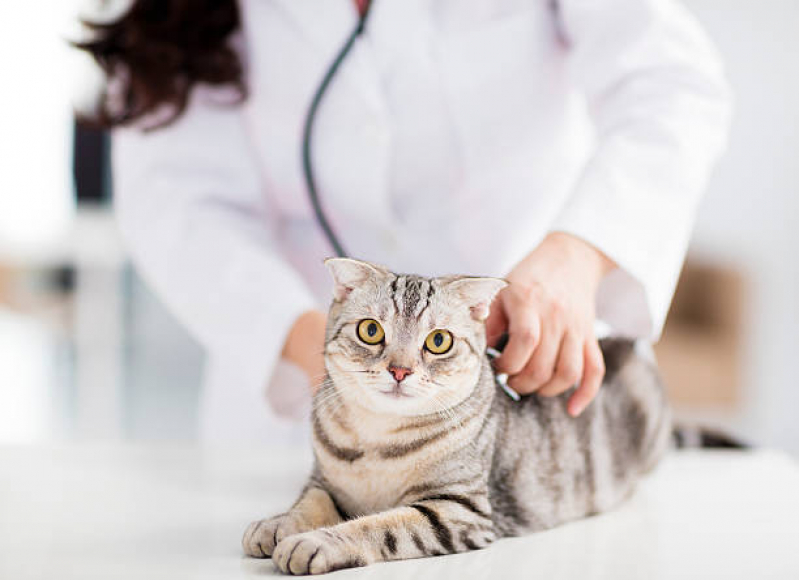Clínica para Internação para Gatos Retiro - Internação Felina