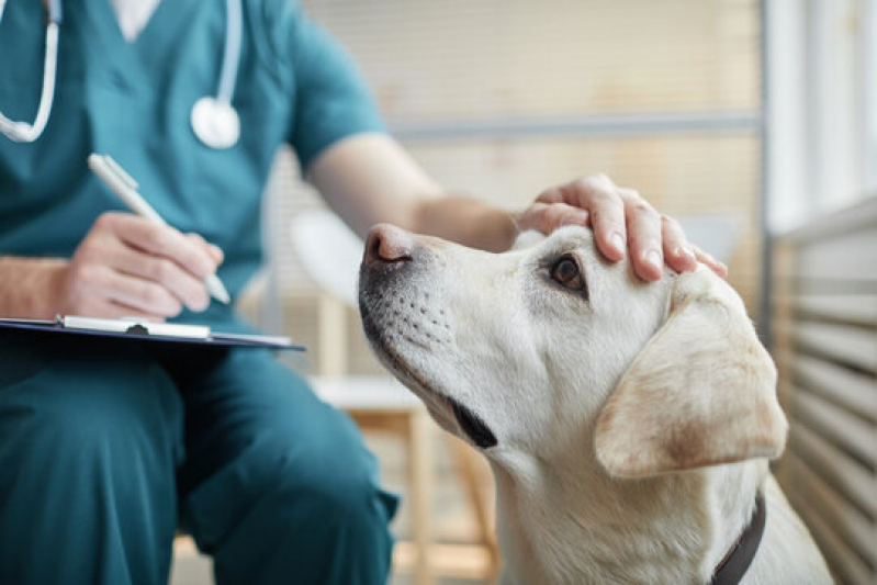 Clínica Que Faz Internação de Cachorra Cidade Nova - Internação para Pets Pernambués