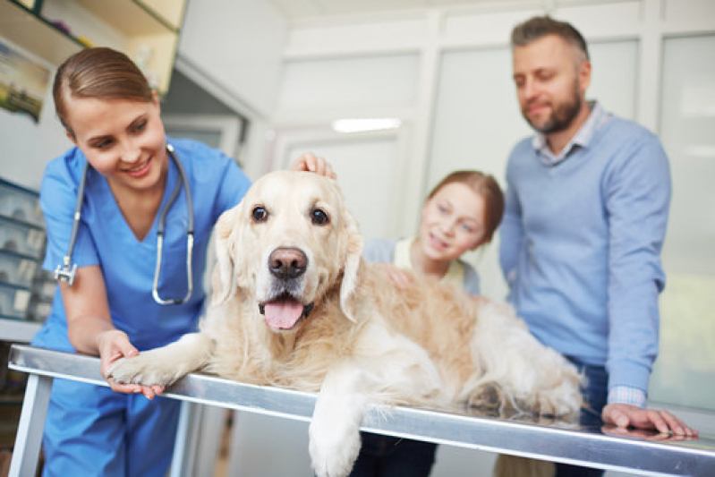 Clínica Que Faz Internação de Cachorro Pernambués - Internação para Pets Pernambués