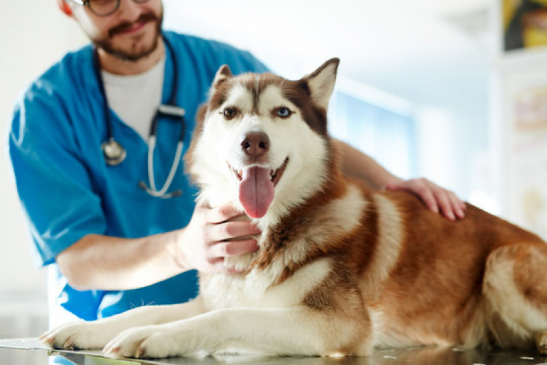 Clínica Que Faz Internação de Cachorros Caji Caixa Dágua - Internação Veterinária 24h Barro Reis