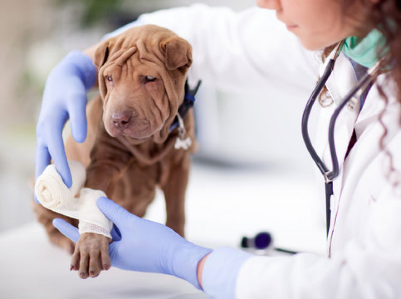 Clínica Que Faz Internação de Emergência para Animais Bom Juá - Internação de Cachorra Engomadeira