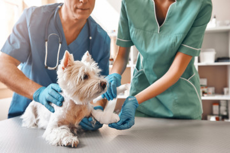 Clínica Que Faz Internação de Emergência para Cães Cabula VI - Internação Veterinária 24h Barro Reis