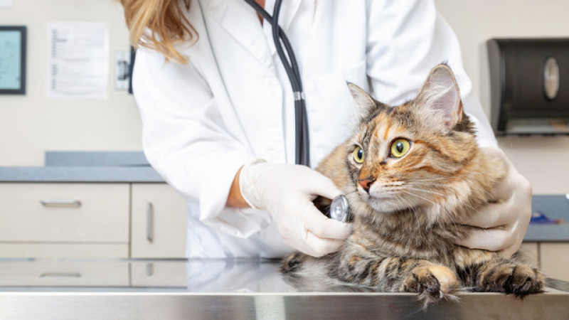 Clínica Que Faz Internação de Gatos São Marcos - Internação para Pets Pernambués