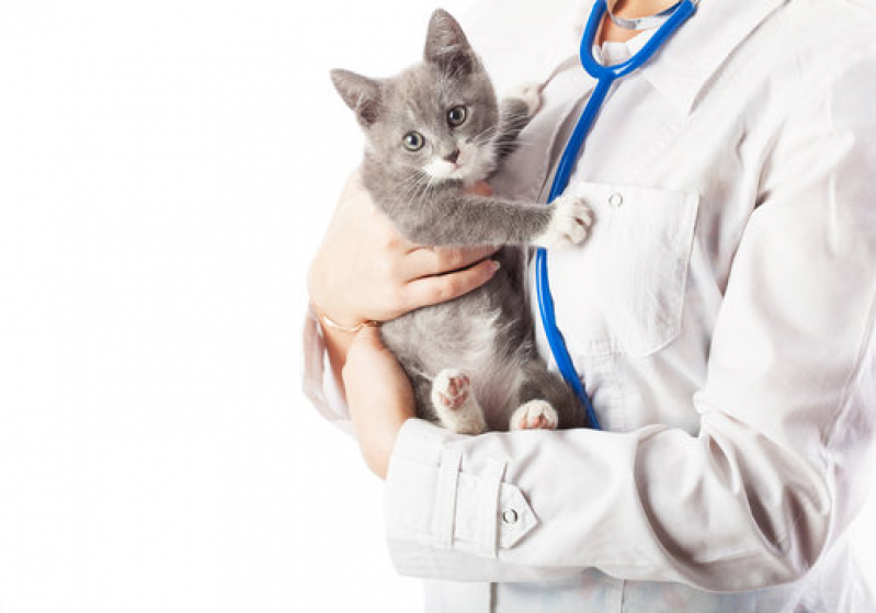 Clínica Que Faz Internação para Pets Narandiba - Internação Veterinária 24h Barro Reis