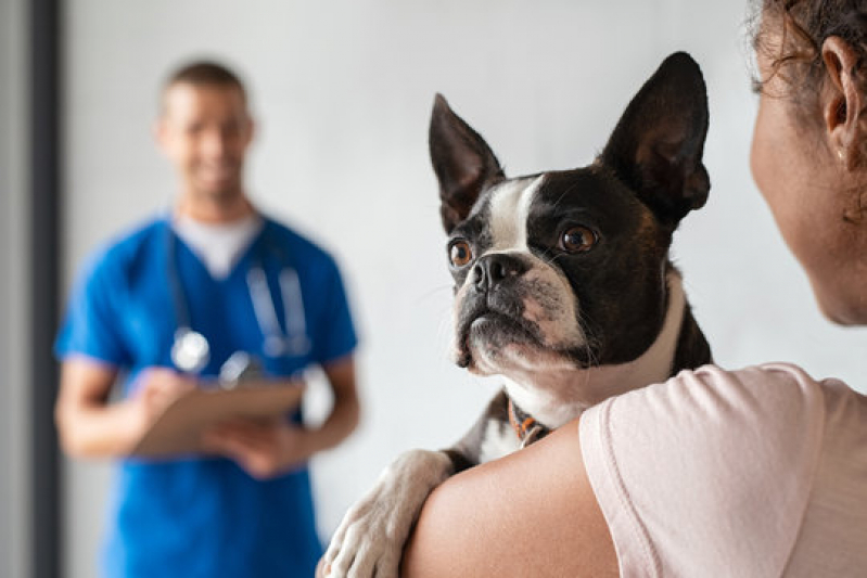 Clínica Que Faz Internação Veterinária 24h Barreiras - Internação para Cachorro Castelo Branco