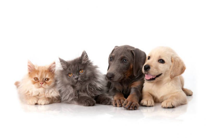 Contato de Pet Shop para Gatos São Caetano - Pet Banho e Tosa Perto de Mim Pirajá