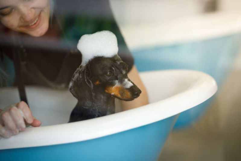 Contato de Pet Shop Perto de Mim Banho Caji Vida Nova - Pet Shop para Gatos Arraial do Retiro