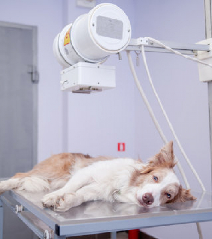 Eletrocardiograma em Animais Agendar Patamares - Radiografia em Animais Imbuí