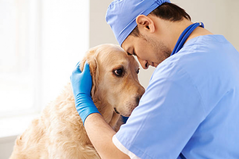 Pet Shop 24 Horas Perto de Mim Endereço Cagi Caixa D Agência - Pet Shop  Cães e Gatos - Hospital Veterinário Du Pet Clínica Veterinária 24 Horas em  Lauro de Freitas