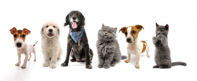 Endereço de Pet Shop Próximo Trobogy - Pet Shop para Gatos Arraial do Retiro