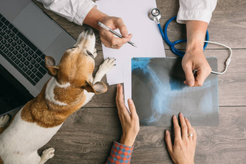 Exame de Cachorros Agendar Calabar - Exame de Sangue Veterinário