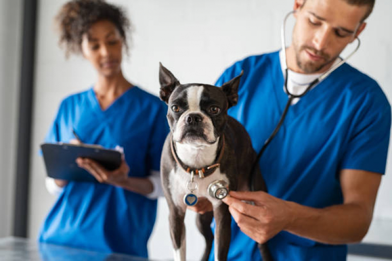 Exame de Cachorros Marcar São Gonçalo do Retiro - Raio X Veterinário