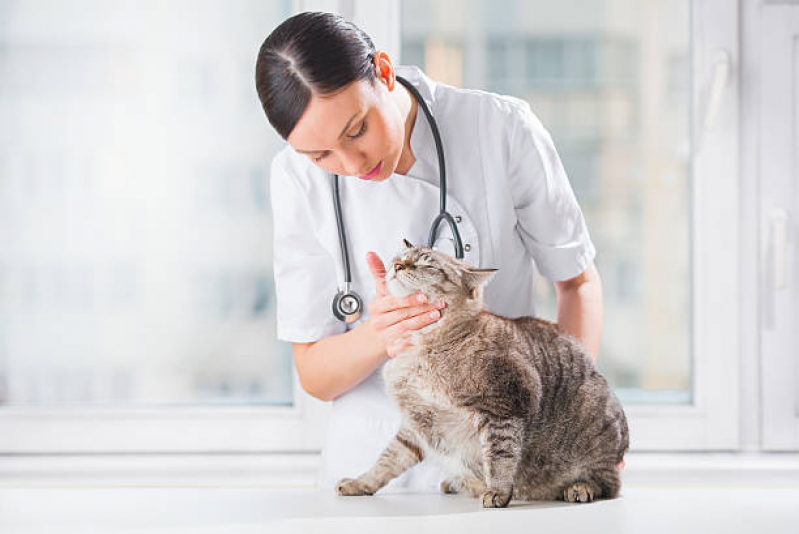 Exame para Gatos Marcar Caji Vida Nova - Raio X Veterinário