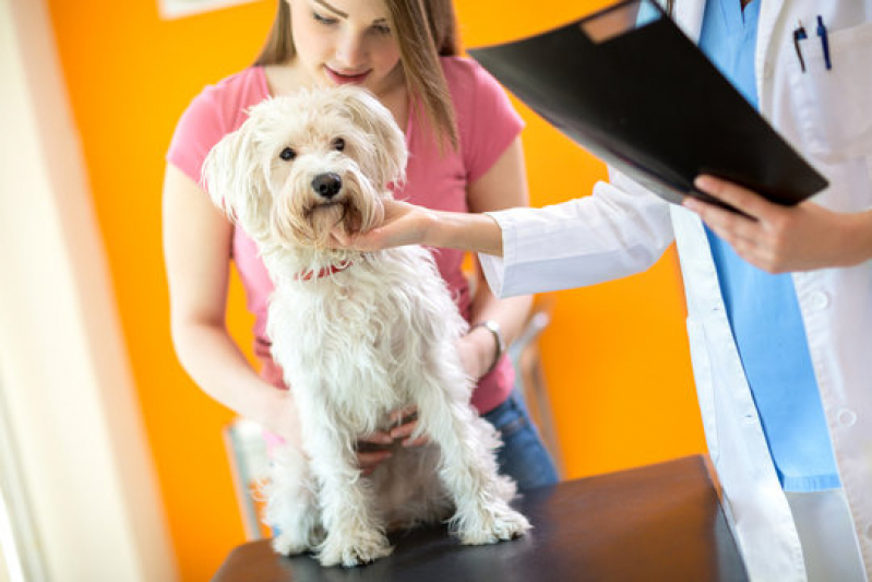 Exames em Animais Pituba - Rx para Cães com Laudo Engomadeira