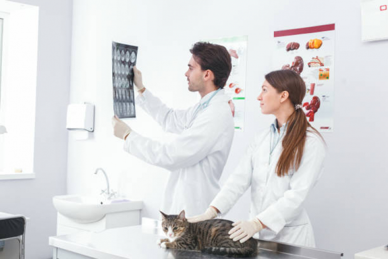 Exames Laboratoriais em Animais Agendar Vida Nova - Rx para Gatos com Laudo Pirajá