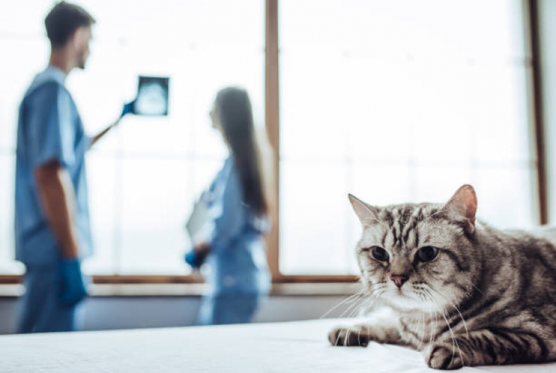 Exames Laboratoriais em Animais Trobogy - Rx para Gatos com Laudo Pirajá