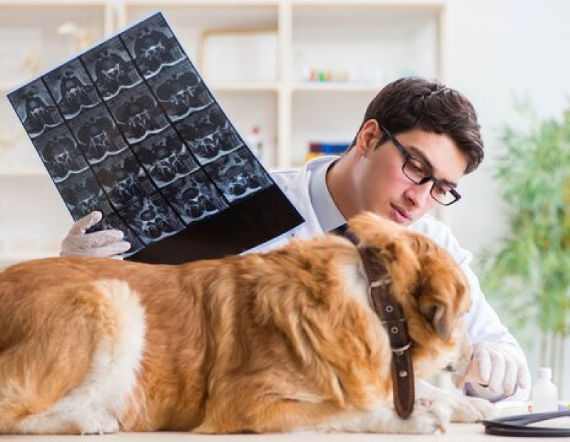 Exames Laboratoriais para Animais Agendar Capelinha - Rx para Cães com Laudo Engomadeira