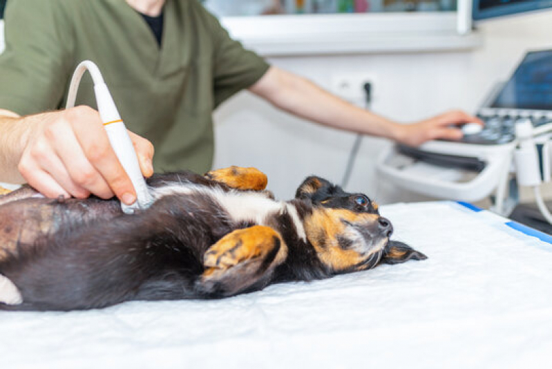 Exames Laboratoriais para Animais Marcar Curuzu - Ultrassonografia em Animais Novo Horizonte
