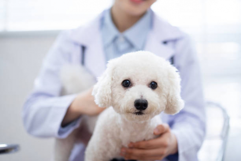 Internação Canina Agendar Arraial do Retiro - Internação para Cães