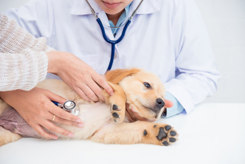 Internação de Cachorra Marcar Arenoso - Internação Veterinária 24h Barro Reis