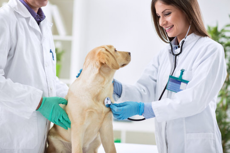 Internação de Cachorro Marcar Pirajá - Internação Veterinária 24h Barro Reis