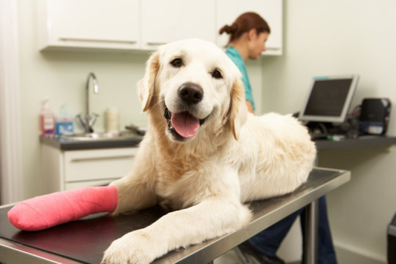 Internação de Cachorros Agendar Resgate - Internação Veterinária 24h Barro Reis