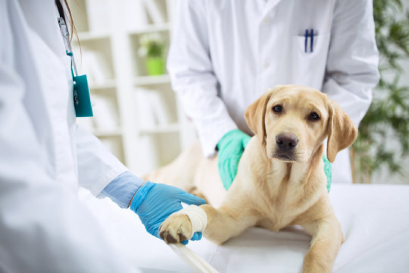 Internação de Cachorros Marcar Engomadeira - Internação Veterinária 24h Barro Reis
