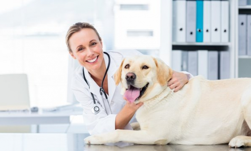 Internação de Emergência para Animais Marcar Resgate - Internação Veterinária 24h Barro Reis