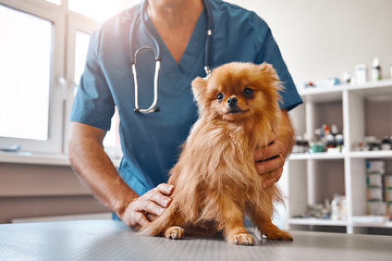 Internação de Emergência para Cães Agendar Caji -vida Nova - Internação para Pets Pernambués