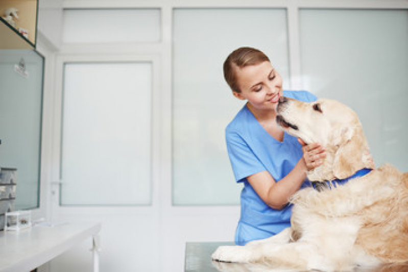 Internação de Emergência para Cães Marcar STIEP - Internação para Cachorro Castelo Branco