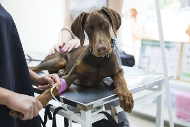 Internação de Emergência para Cães Sussuarana - Internação Veterinária 24h Barro Reis