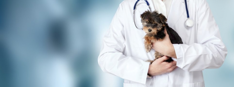 Internação Monitorada para Animais Marcar São Gonçalo do Retiro - Internação Veterinária 24h Barro Reis
