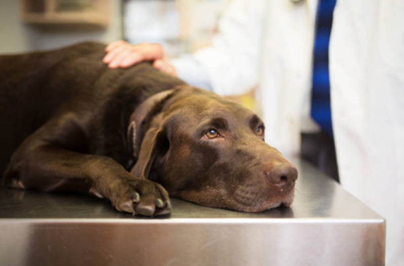 Internação para Animais de Estimação Marcar Cabula VI - Internação para Cachorros