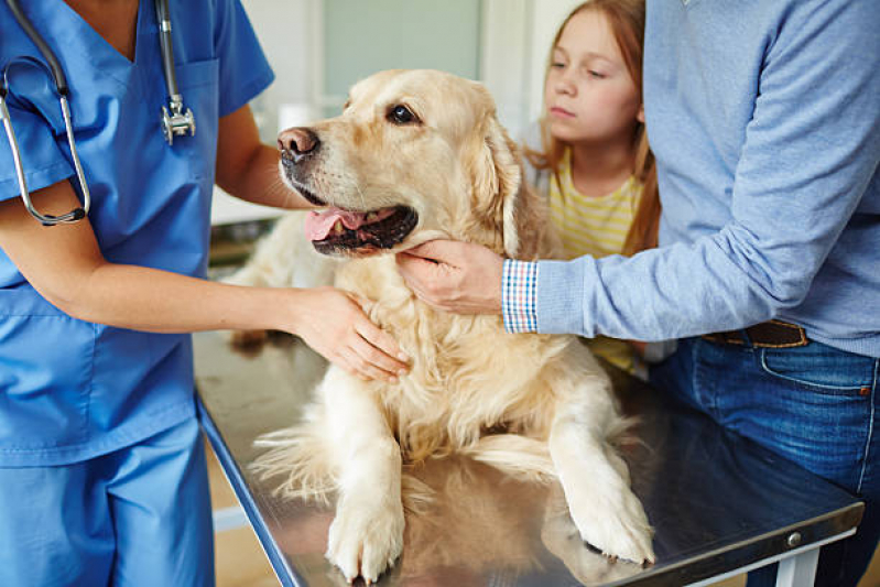 Internação para Cachorros Marcar Cabula VI - Internação para Cães e Gatos