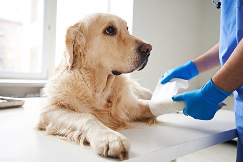 Internação para Cães Agendar Bom Juá - Internação para Animais